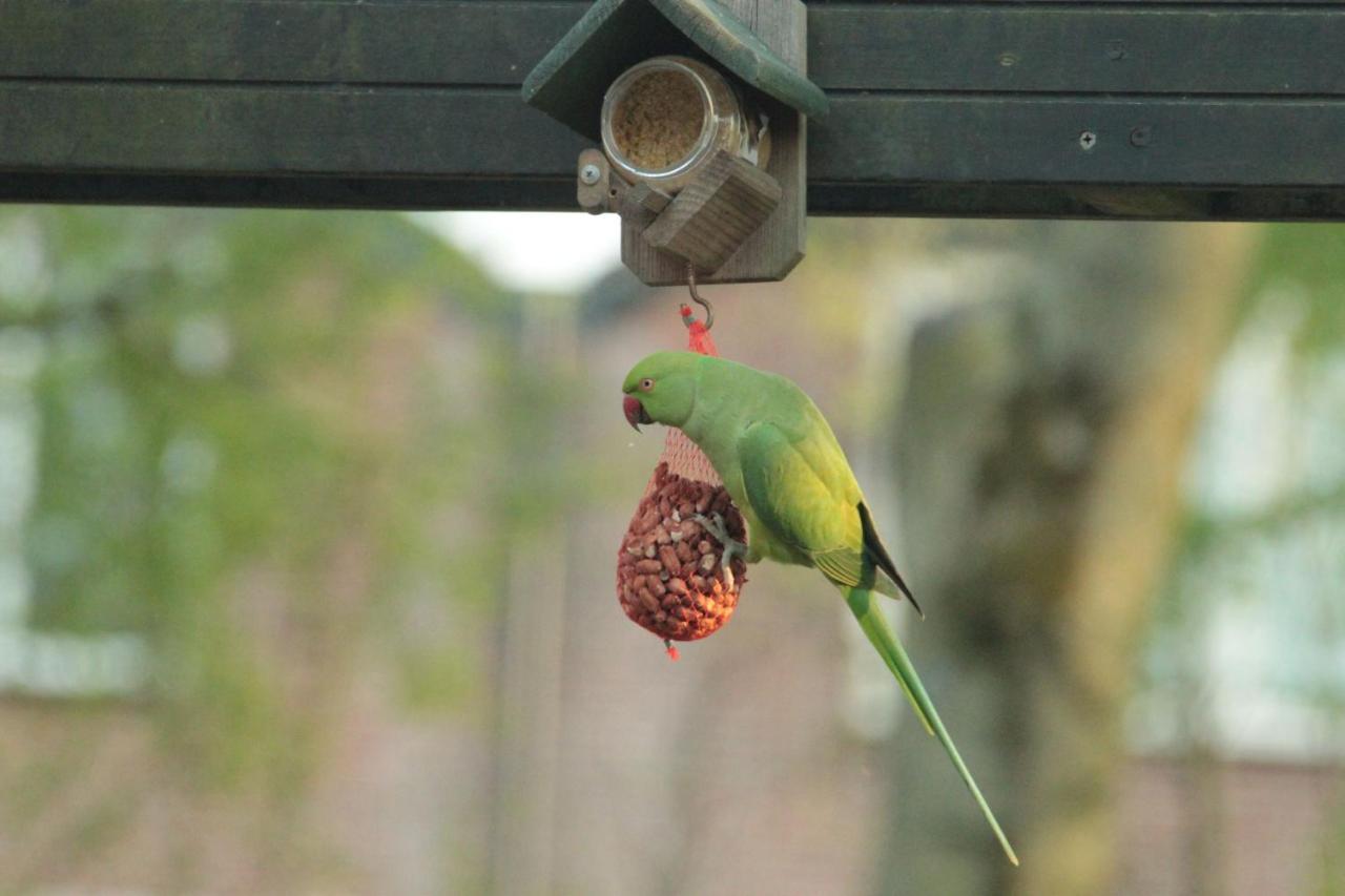 Het Koekoeksnest-Nieuwegein Bed & Breakfast ภายนอก รูปภาพ